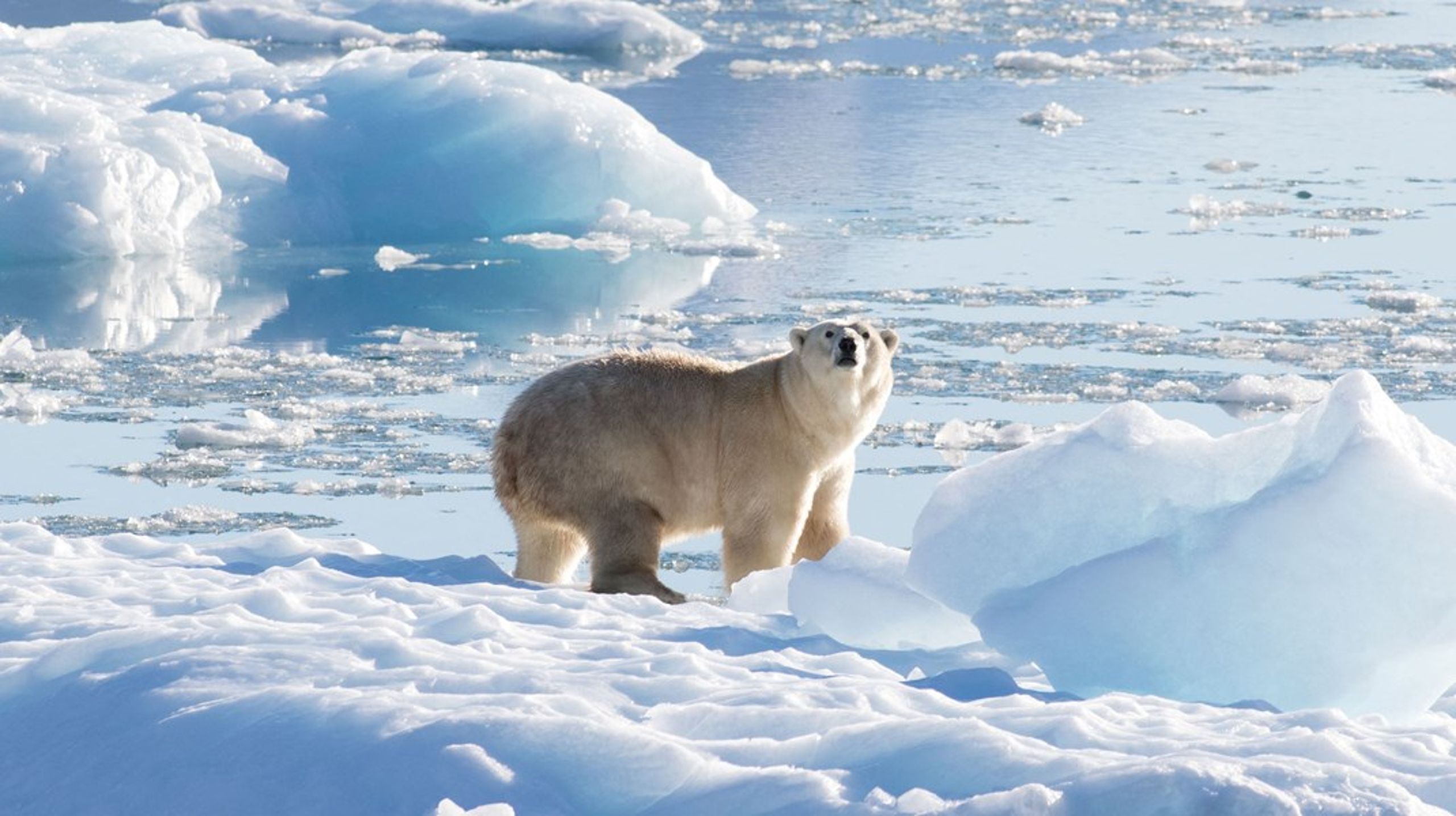 Isbjørnen skal få være mer i fred etter nyttår, ikke på grunn av Høyre, KrF og Frp som stemte mot regjeringens innstramminger i Svalbardmiljøloven.