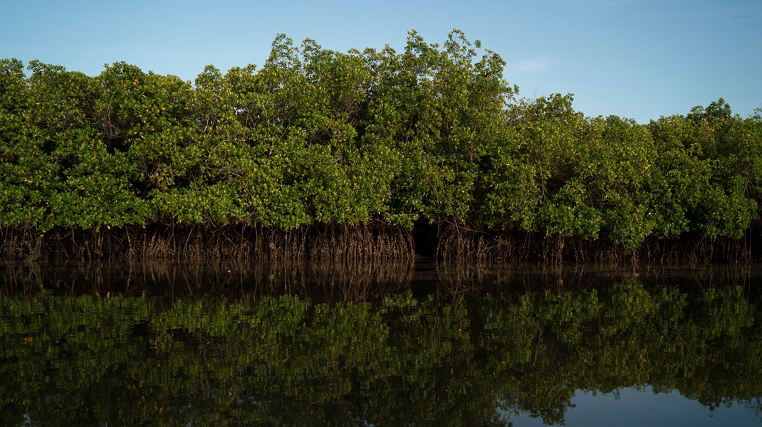 BINDER KARBON: Mangroveskog bidrar til å binde karbon, er hjem for rikt dyre- og planteliv og fungerer i mange steder som bekyttelse for ekstremvær. Her er mangroveskog i Gambia, som ikke har direkte tilknytning til organisasjonen Gabrielli skal jobbe i.&nbsp;