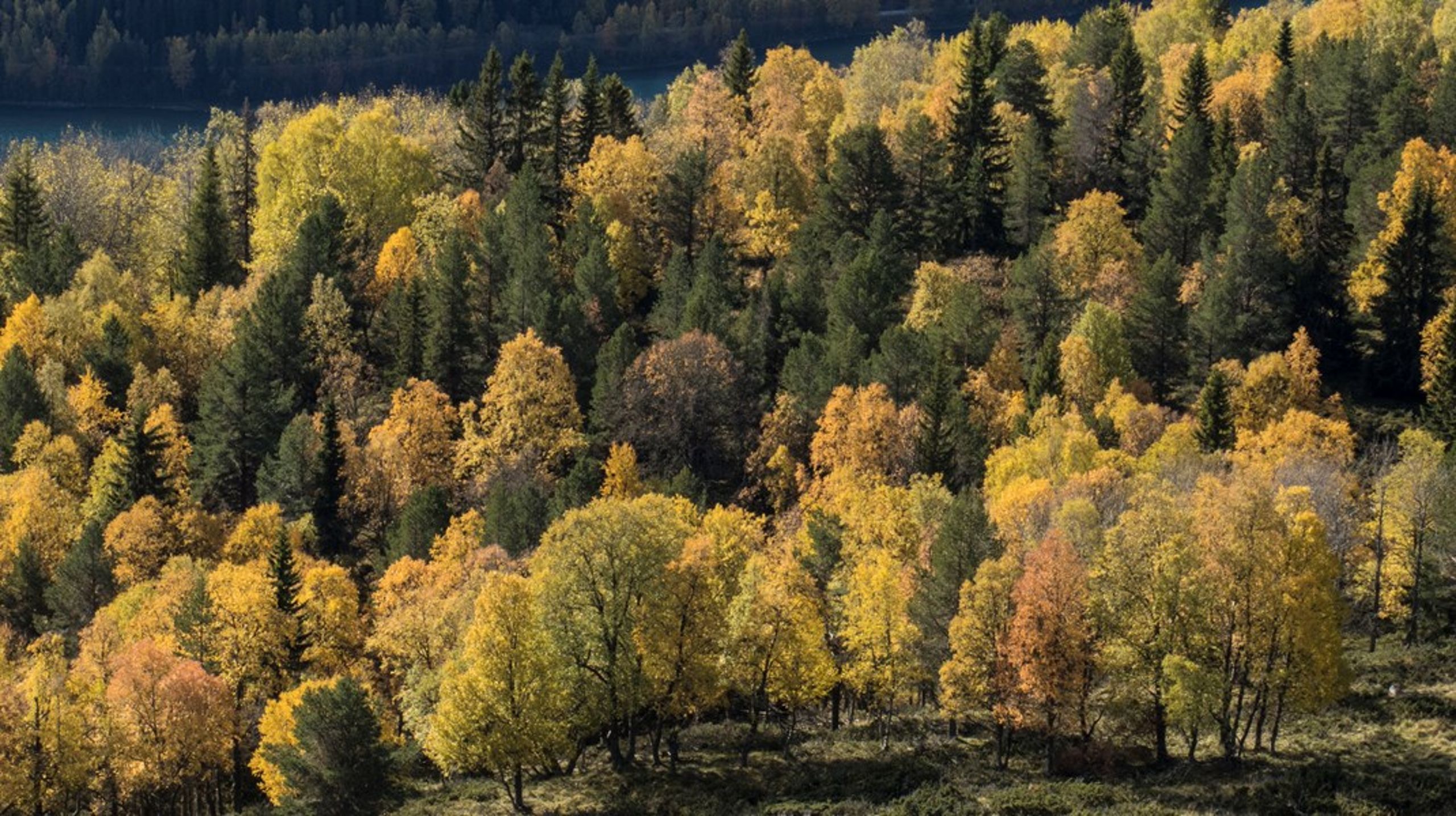 –&nbsp;Vi kan ikke ha den typen jojobevilgninger som vi har sett de siste årene, sier Lars Haltbrekken om regjeringens tildelinger til skogvern i årets forslag til statsbudsjett.&nbsp;