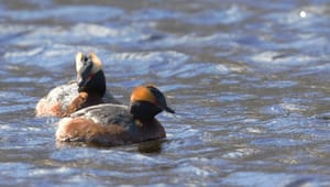 BirdLife: Vilt, vakkert og vått – nå er det våtmarkenes tid