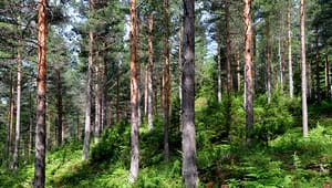 Tyst om klimakutt i skog- og areal sektoren