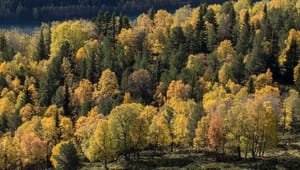 Regjeringens budsjettforslag – vil ta over 50 år å nå målet om 10 prosent vern av skogen