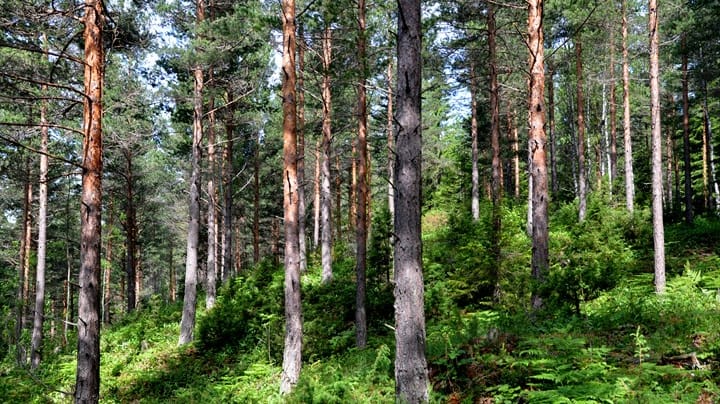 Tyst om klimakutt i skog- og areal-sektoren