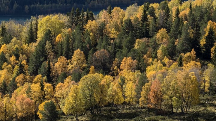 Regjeringens budsjettforslag – vil ta over 50 år å nå målet om 10 prosent vern av skogen